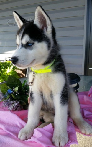 nyní k dispozici, krásná a hravá psí a sibiřská husky štěňata k dispozici pro adopci.3 měsíce stará nyní k dispozici, krásná a hravá psí a sibiřská husky štěňata k dispozici pro adopci.3 měsíce stará