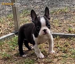 nyní k dispozici, krásná a hravá štěňata bostonských teriérů samců a samic k dispozici k adopci 12 týdnů staré nyní k dispozici, krásná a hravá štěňata bostonských teriérů samců a samic k dispozici k adopci 12 týdnů staré