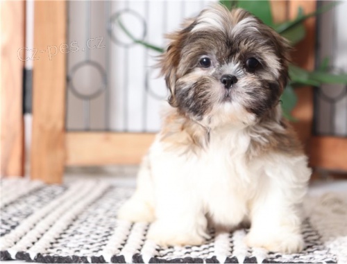nyní k dispozici, krásný a hravý mužský a ženský shih tzu k dispozici k adopci. nyní k dispozici, krásný a hravý mužský a ženský shih tzu k dispozici k adopci.