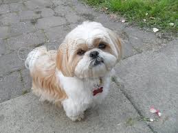nyní k dispozici, krásný a hravý mužský a ženský shih tzu k dispozici k adopci. nyní k dispozici, krásný a hravý mužský a ženský shih tzu k dispozici k adopci.