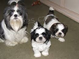 nyní k dispozici, krásný a hravý mužský a ženský shih tzu k dispozici k adopci. nyní k dispozici, krásný a hravý mužský a ženský shih tzu k dispozici k adopci.