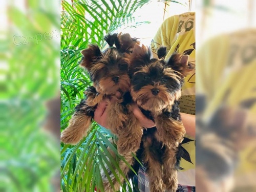 Yorkie terier bez PP Yorkie terier bez PP