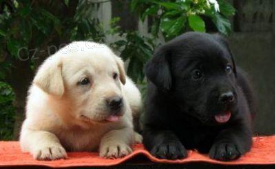 Labradorský retríver, Predám psíka Labradorský retríver, Predám psíka