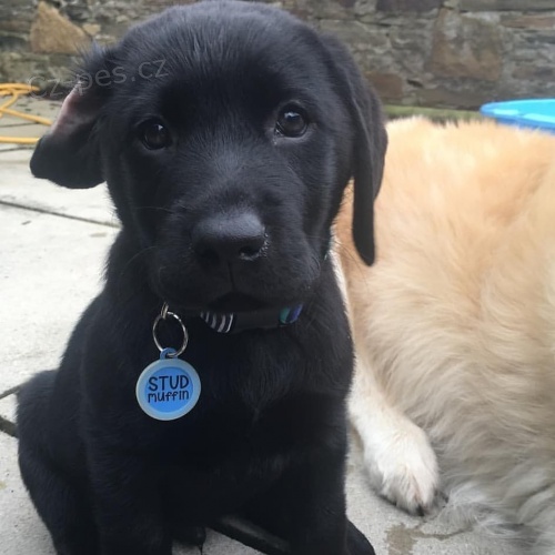 adoptivn ttka ptelsk a hrav labradorsk