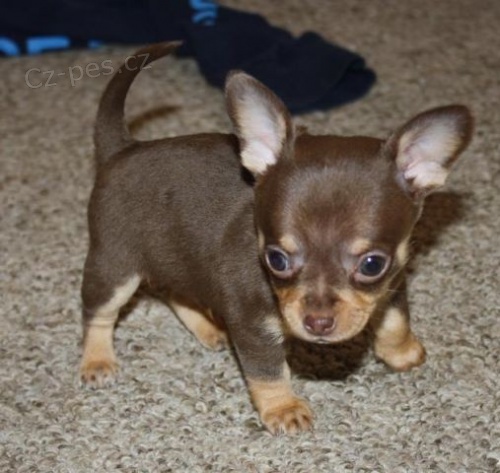 �ivava �t��ata na V�noce