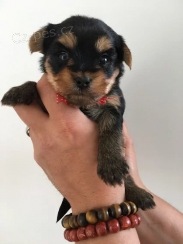 Jorkšírský teriér štěňata(MINI TOY) Jorkšírský teriér štěňata(MINI TOY)