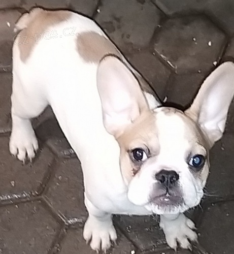 Francouzsk� buldo�ek bez pp