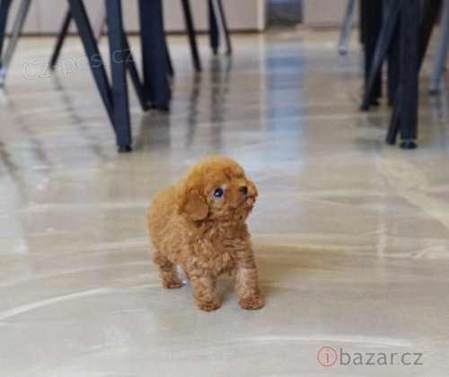 hra�ka Pudlov� �t��ata �erven�, meru�kov� a �ern�