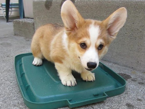 n�dhern� �t���tka z pembroke welsh corgis