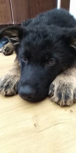 Německý ovčák štěně Německý ovčák štěně