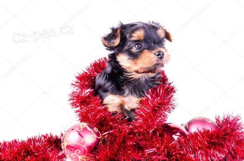 Jorkšírský teriér mini Jorkšírský teriér mini