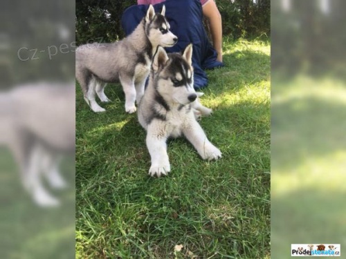 Vypadají jako vlci (štenata husky) Vypadají jako vlci (štenata husky)