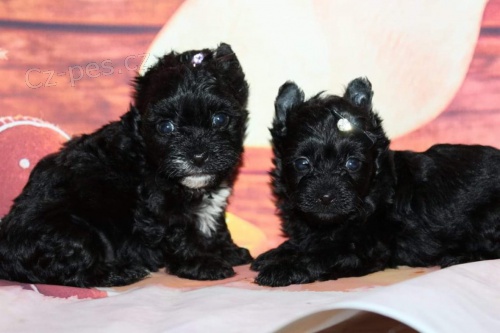 Jork��rsk� Teri�r s PP