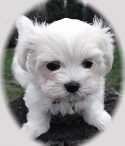 Maltézáček  - Maltézský psík s PP Maltézáček  - Maltézský psík s PP