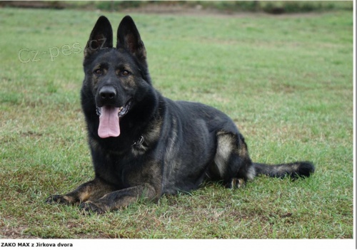 Něm. ovčák  Něm. ovčák