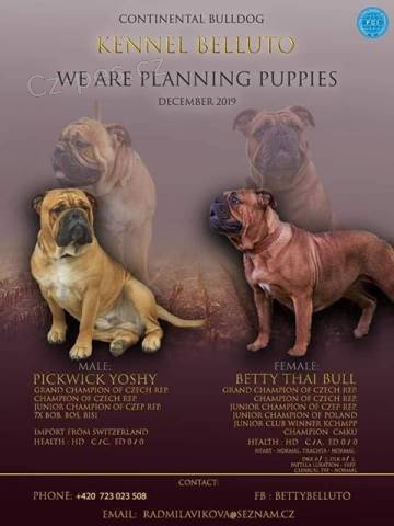 Kontinent�ln� buldok �t��ata s PP FCI CHS Belluto