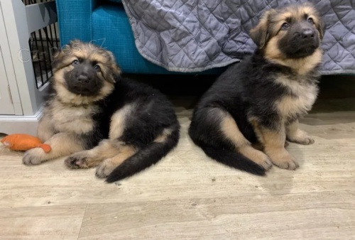 Německého ovčáka štěňátka Německého ovčáka štěňátka