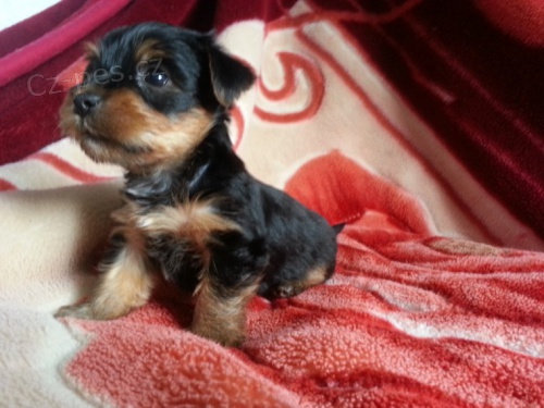 Mini yorkšírský teriér Mini yorkšírský teriér