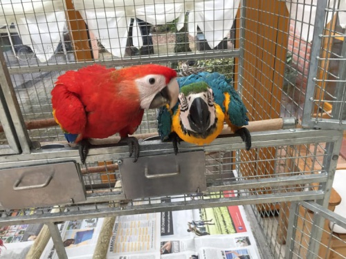 Ara Ararauna, 6 let Ara Ararauna, 6 let