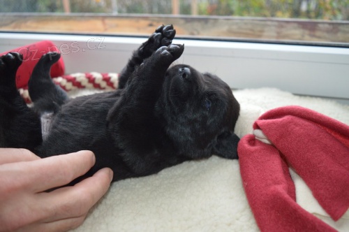 �ern� pejsek labradorsk�ho retrievera