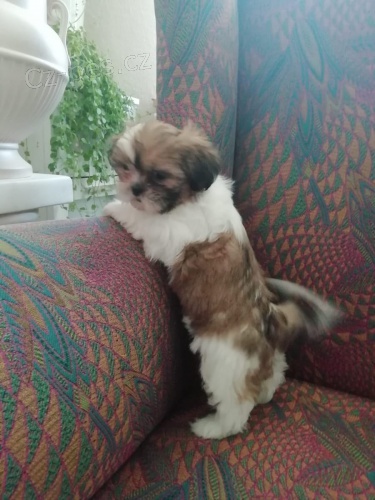 Štěňátka shih-tzu Štěňátka shih-tzu