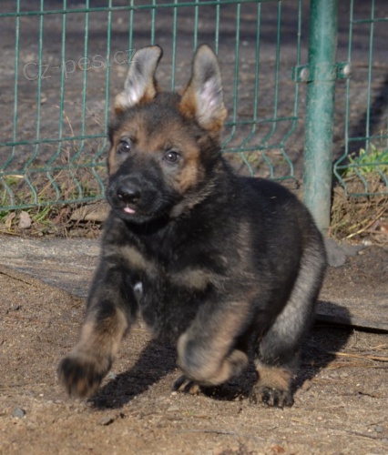 NĚMECKÝ OVČÁK štěňata s PP NĚMECKÝ OVČÁK štěňata s PP