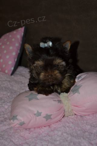 �t��ata Yorkshire Terrier - �okol�dov�
