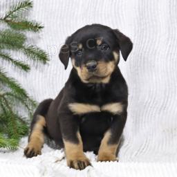 hezk� �t��ata rotvajler� k adopci.