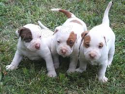 americk� pit bull teri�r �t��ata zdarma adopce