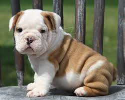 anglick� buldok �t��ata hledaj�c� dom�c� adopci zdarma