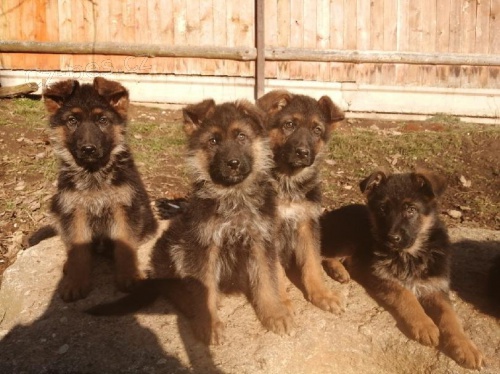 Štěňata německého ovčáka s PP Štěňata německého ovčáka s PP