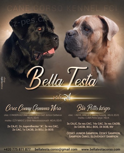 �t�n�tka (2 pejsci) Cane Corso s PP