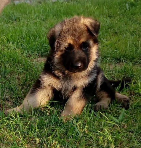 Prodám štěňátka NO s PP,výběrový ch Prodám štěňátka NO s PP,výběrový ch