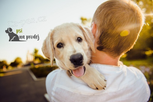 Nov� inzertn� web - www.psinaprodej.cz