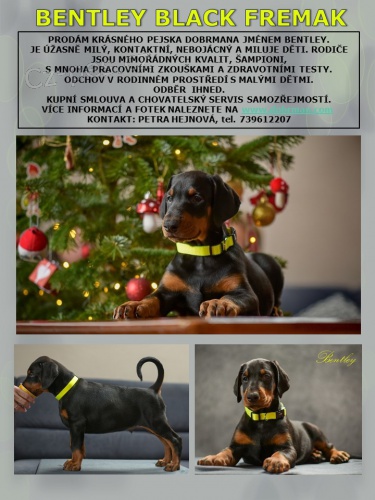 Dobrman - �t�n� s PP