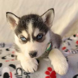 vz�cn� �t���tka sibi�sk�ho husky k adopci