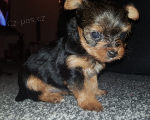 �t��at mini york��rsk�ch teri�r�.