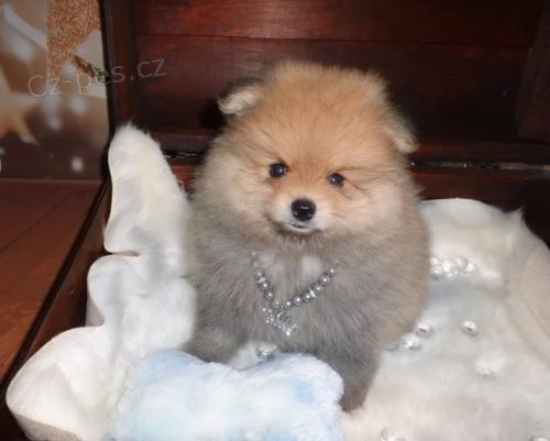 miniaturn� �picl �t��at(pomeranian)