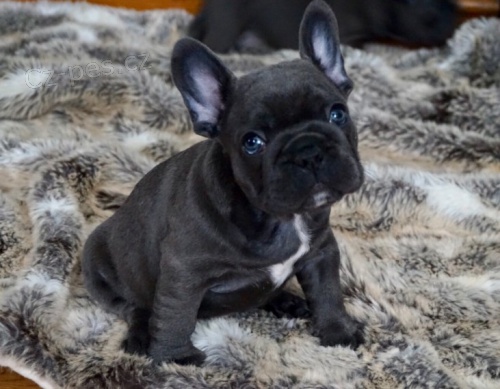 Kr�sn� francouzsk� buldok �t��ata