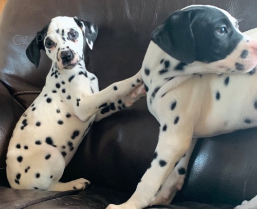 Dalmatin �t�n�tka