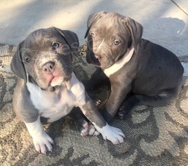 pitbull �t��ata na prodej.