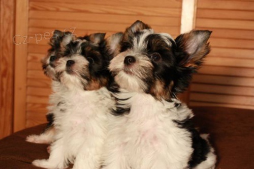 Biewer teriér Biewer teriér