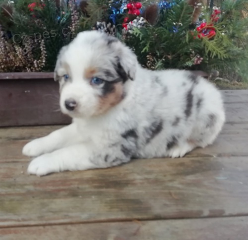 Australsk� ov��k s PP