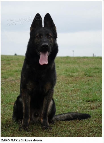 Prodám štěňata německého ovčáka Prodám štěňata německého ovčáka