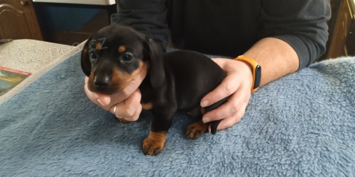 Jezevčík trpasličí Jezevčík trpasličí