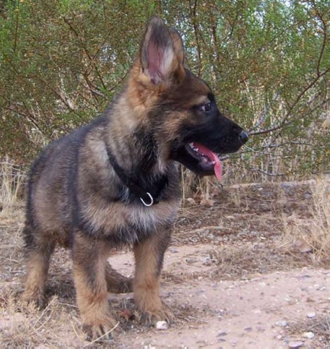 Prodám štěňátka NO s PP, výběrový ch  Prodám štěňátka NO s PP, výběrový ch