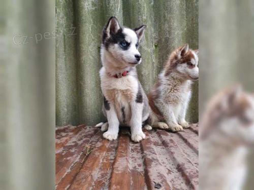Štěňata sibiřského husky Fci/Vdh/Dcnh Štěňata sibiřského husky Fci/Vdh/Dcnh