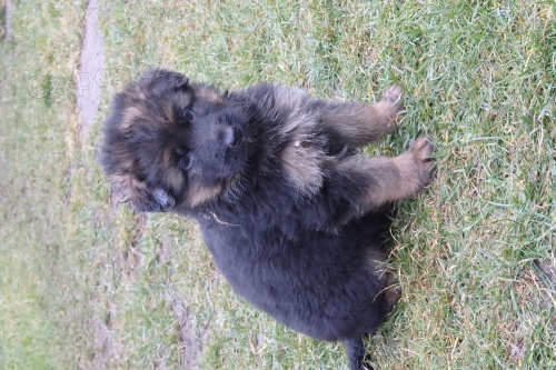 Již lze zadat dvě krásné fenky dlouhosrsté NO s PP Již lze zadat dvě krásné fenky dlouhosrsté NO s PP