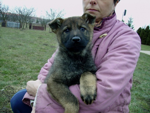 N�meck� ov��k �t��ata mohutn�