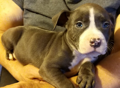 Americk� staford�irsk� teri�r